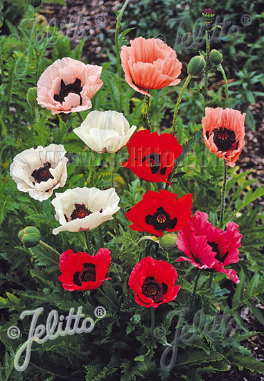 Zmes orientálnych makov PAPAVER Orientale Hybr. Deluxe Mixture cca.50 semien